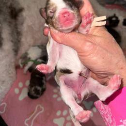 Peach - Chocolate merle female Bernedoodle puppy in Curtice, Ohio from The Pink Doghouse