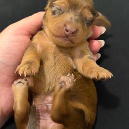 Shaded red dapple longhair male - Dapple male Dachshund puppy in El Paso, Texas from IVK9's Dachshunds