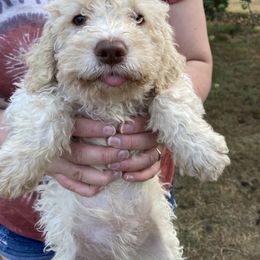 Donna - Off-white Lagotto Romagnolo puppy in Chehalis, Washington from Scarlet Oak Lagotti