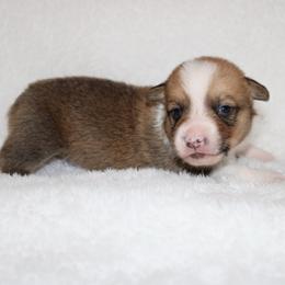 Payday - Red male Pembroke Welsh Corgi puppy in Paradise, Texas from Corgis in Paradise