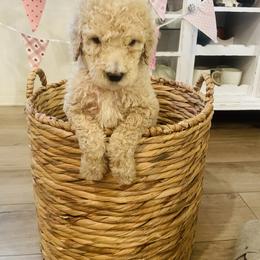 Gracie - Cream female Poodle puppy in Calimesa, California from Coriander Pups