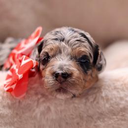 Paisley - Merle female Goldendoodle puppy in Forney, Texas from Diamond Doodle Pups and Poodles