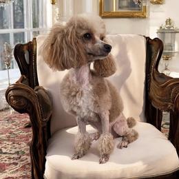 Peaches - Poodle