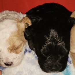 Cavapoos from O&E CAVAPOO's