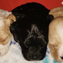 Cavapoos from O&E CAVAPOO's