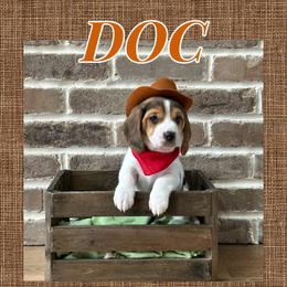 Boy 1 - Beagle puppy from Southern Charm Beagles