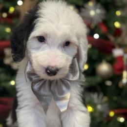 Green collar - Merle male Sheepadoodle puppy in Mesa, Arizona from Desert Sheepies and Doodles