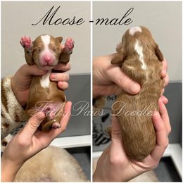 Goldendoodle Puppies from FrillyPaws Doodles