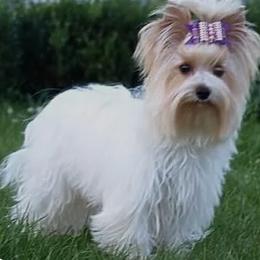 Evie - Yorkipoo