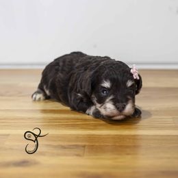 Jade - Liver female Miniature Schnauzer puppy in Diamond Valley, Utah from JoJo's Schnauzers