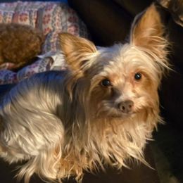 Charlie - Yorkshire Terrier