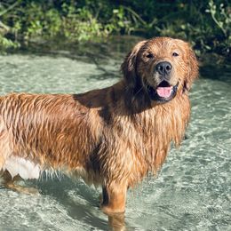 Bailey  - Golden Retriever