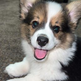 American Corgi and Pembroke Welsh Corgi Puppies from Beebe’s Corgis