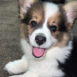 American Corgi and Pembroke Welsh Corgi Puppies from Beebe’s Corgis