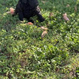 Poodle Puppies from Abbott Standard Poodles