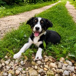 Ashitaka - Black tri male Miniature Australian Shepherd puppy in Macomb, Missouri from Show Me MO Aussies