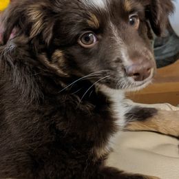 Toy Australian Shepherds and Yorkshire Terriers from Hickory Ridge Family Toy Aussies