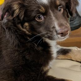 Toy Australian Shepherds and Yorkshire Terriers from Hickory Ridge Family Toy Aussies