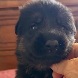 Purple Boy - Black and tan male German Shepherd puppy in Sumerduck, Virginia from He Reigns