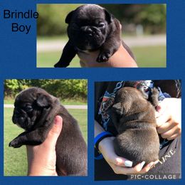 Boxer and French Bulldog Puppies from Blissful Euro Boxers & French Bull Dogs