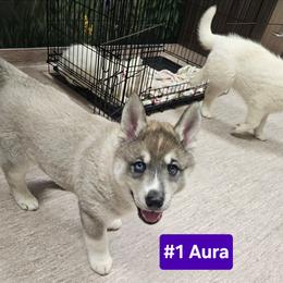 1 (orange) Aura - Agouti and white female Siberian Husky puppy in Dane, Wisconsin from Sunny Hurricane Siberians
