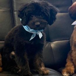 Rocco - Phantom male Goldendoodle puppy in Saint Cloud, Florida from Rising Star Kennels