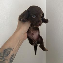 Hope - Dapple male Dachshund puppy in Conroe, Texas from R&M Dachshunds