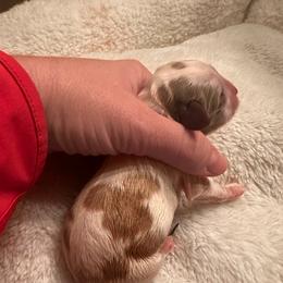 Rose - Blenheim female Cavalier King Charles Spaniel puppy in Tolleson, Arizona from Pixie Dust Cavaliers