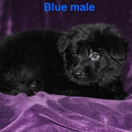 Light blue - Black male German Shepherd puppy in Ann Arbor, Michigan from Von Der Havier German Shepherds