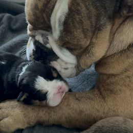 Bernedoodle and Bulldog Puppies from BreDoodles English Bulldogs & Bernedoodles