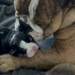 Bernedoodle and Bulldog Puppies from BreDoodles English Bulldogs & Bernedoodles