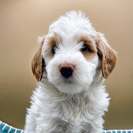 Mimosa (Guardian Home Only) - Parti female Goldendoodle puppy in Hendersonville, North Carolina from Kim's Cove