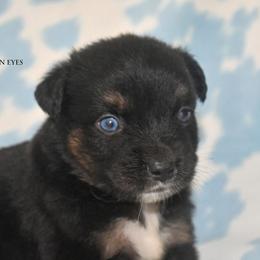 Marvel - Black tri male Miniature Australian Shepherd puppy in Patterson, North Carolina from DreamLine Aussies