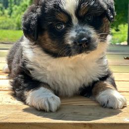 Rapunzel - Black tri female Miniature Australian Shepherd puppy in Doddridge, Arkansas from Huddleston Farm