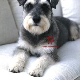 Spice - Miniature Schnauzer