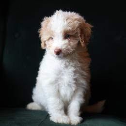 Rosalie - female Aussiedoodle puppy in Redding, California from Farmstead Doodles