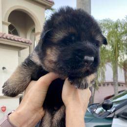 German Shepherd Puppies from Broward Shepherds