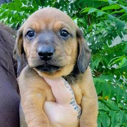 ButterCup - Red male Dachshund puppy in Altamonte Springs, Florida from Happy Tails Dachshunds