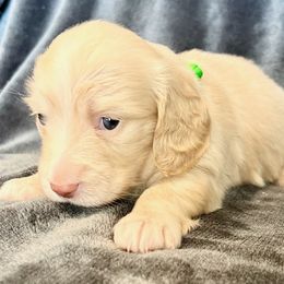 Green - Cream female Dachshund puppy in Tahlequah, Oklahoma from Love Some Dogs Dachshunds & Cavalier King Charles Spaniels,Cavapoos