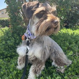 Journee - Miniature Schnauzer
