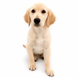 Belle - Light golden female Golden Retriever puppy in Chicago, Illinois from Urbane Retrievers