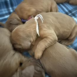Light pink girl - Chestnut female Irish Setter puppy in West Haven, Utah from McClellan Setters