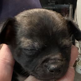 Chihuahua and Poodle Puppies from Garrett’s Chihuahuas and Poodles