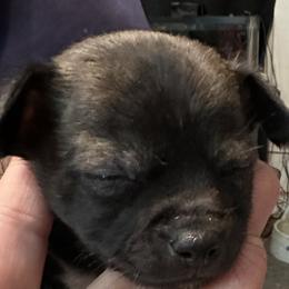 Chihuahua and Poodle Puppies from Garrett’s Chihuahuas and Poodles