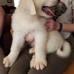 Yellow Collar Boy - White Great Pyrenees puppy in Bon Aqua, Tennessee from Joel's Farm LLC