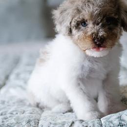 Bernedoodle and Schnoodle Puppies from Grand Lake Poodles & Doodles