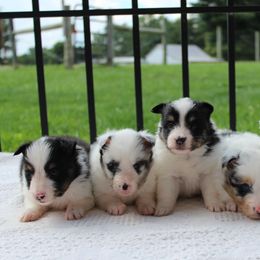 Rottweiler and Toy Shetland Sheepdog Puppies from Mountain High Kennels