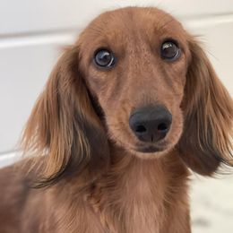 Rue - Dachshund
