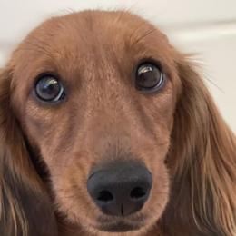 Rue - Dachshund