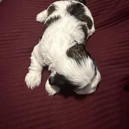 Feyra - Sable and white female Cocker Spaniel puppy in Bliss, New York from AK Another Shot Kennel